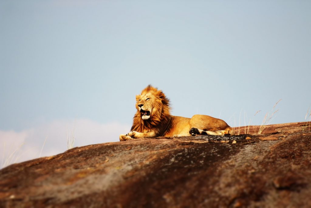 lion on ground during daytime - Ethiopia